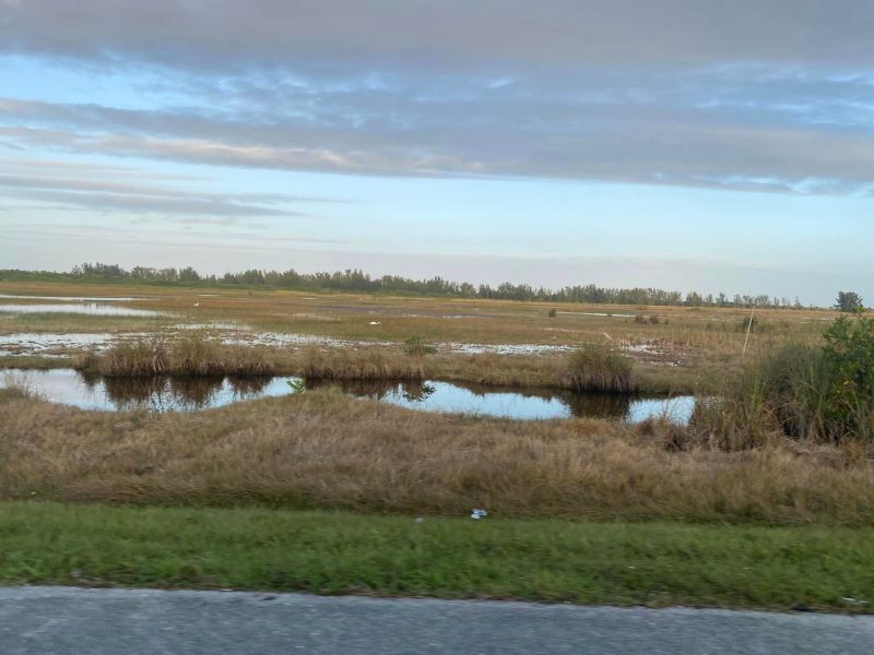 Swamped sawgrass prairie with egrets in the Everglades