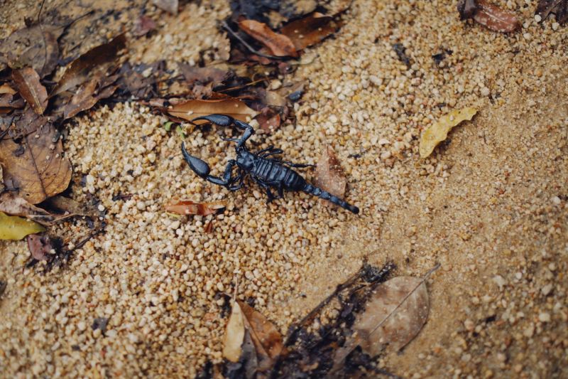 Black scorpion on wet sand