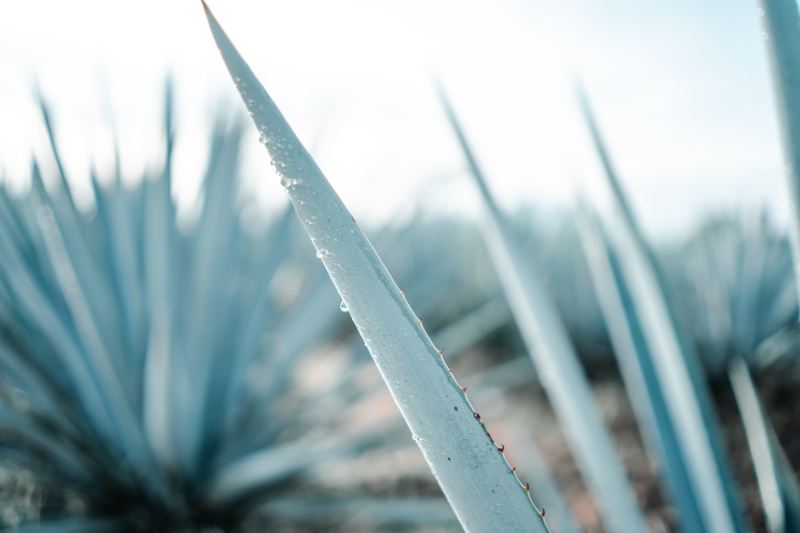 Agave plant