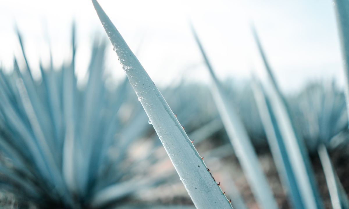Agave plant