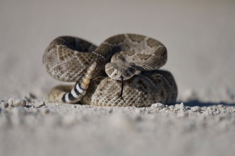Rattlesnake in the desert