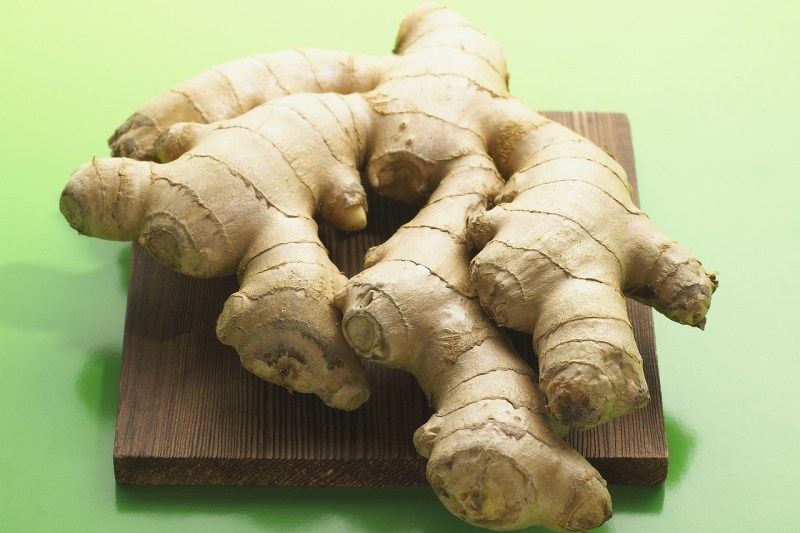 Ginger close up.