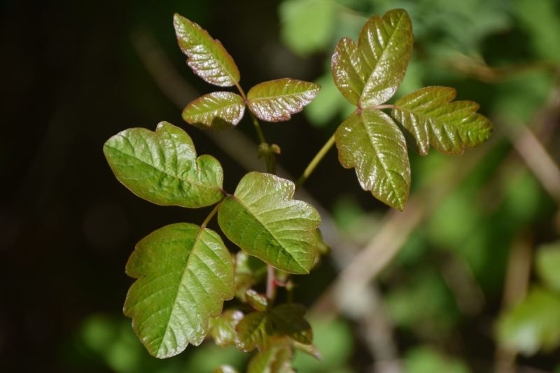 Poison Ivy vines and leaves