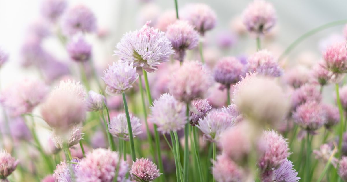 7 wild edible plants every outdoor enthusiast should know about - The ...