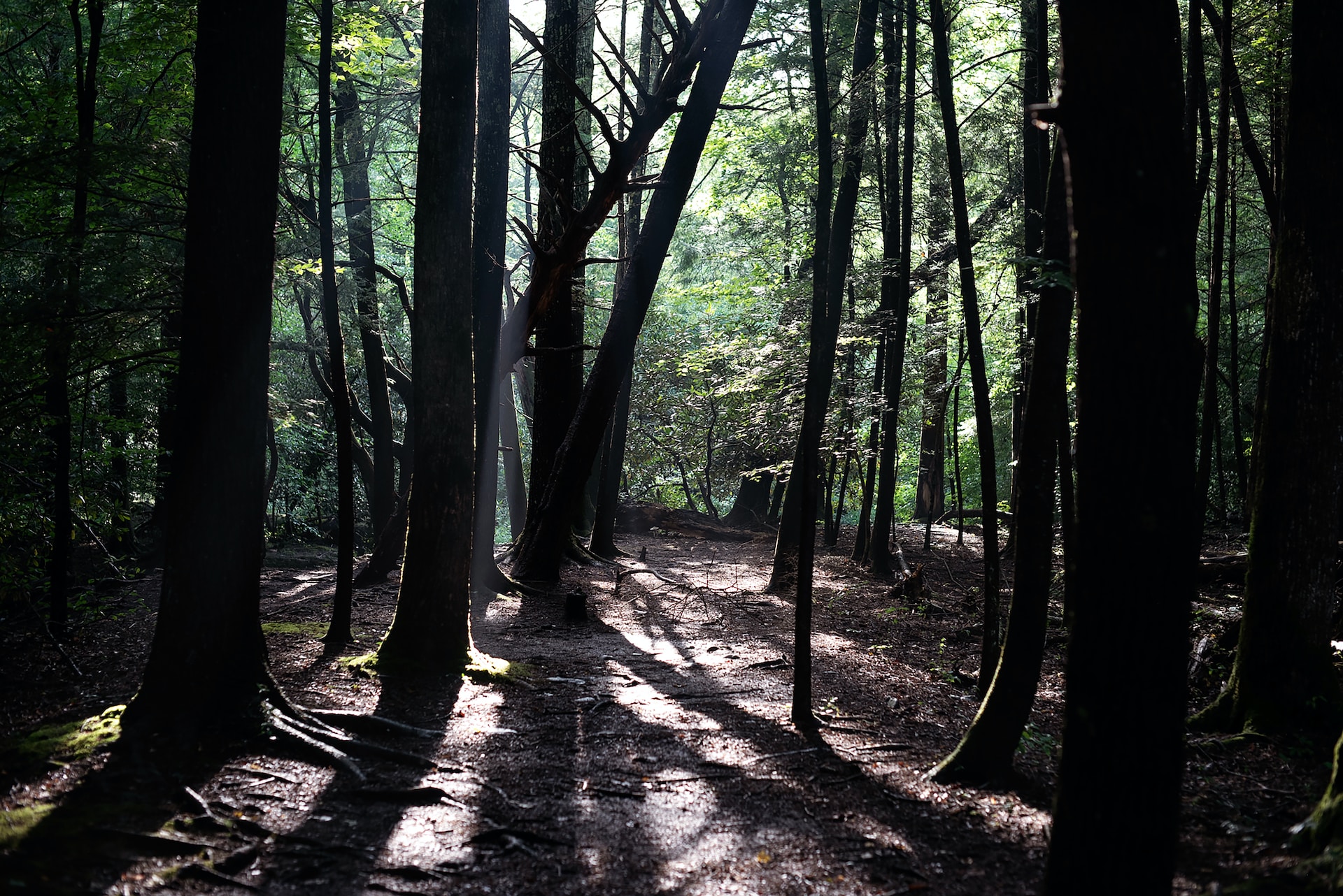 Creepy trees near Cades Cove Loop Road in Tallassee, Tennessee.