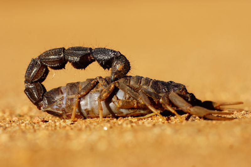 Brown scorpion on orange sand