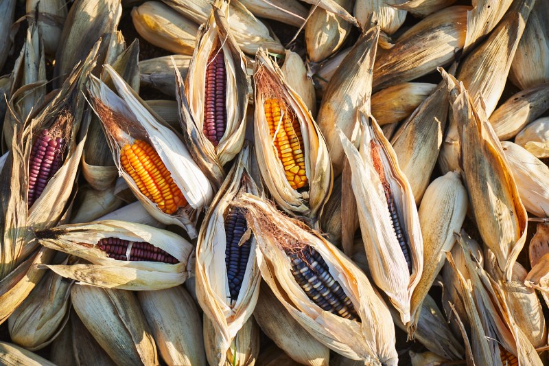 Corn in Oaxaca.