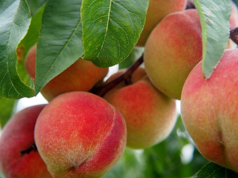 Peaches on the tree