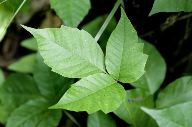 Poison ivy leaves of three