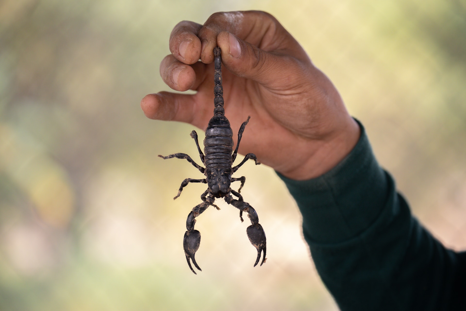 Man holding a scorpion