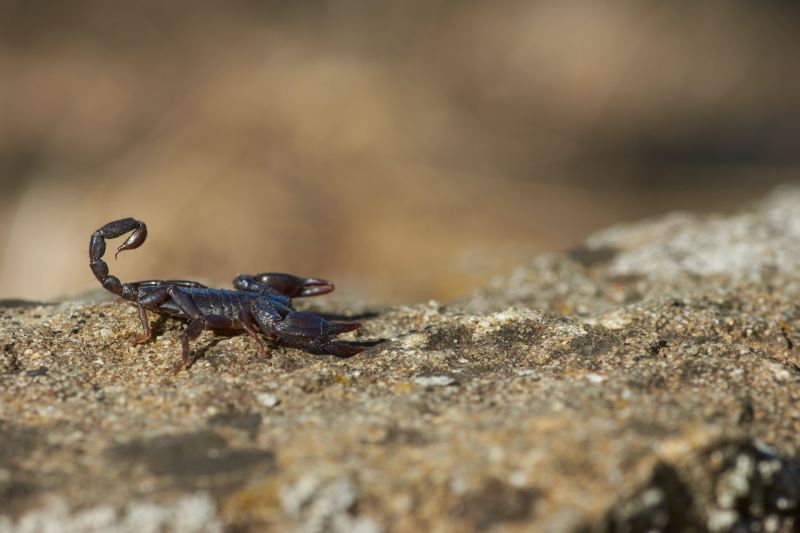 Scorpion on rocky sand