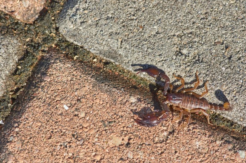 Scorpion on a brick path