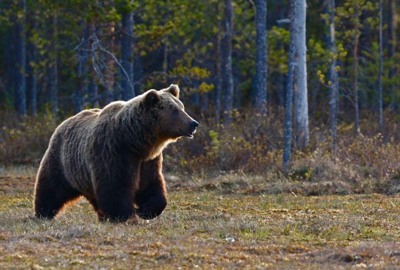 A grizzly bear stands in a woodland clearing.