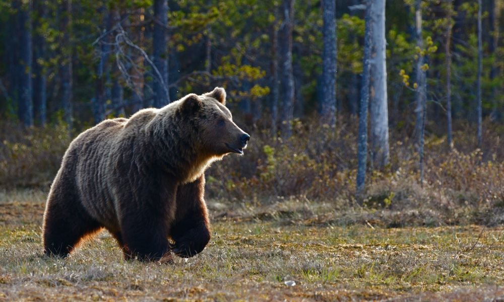A grizzly bear stands in a woodland clearing.