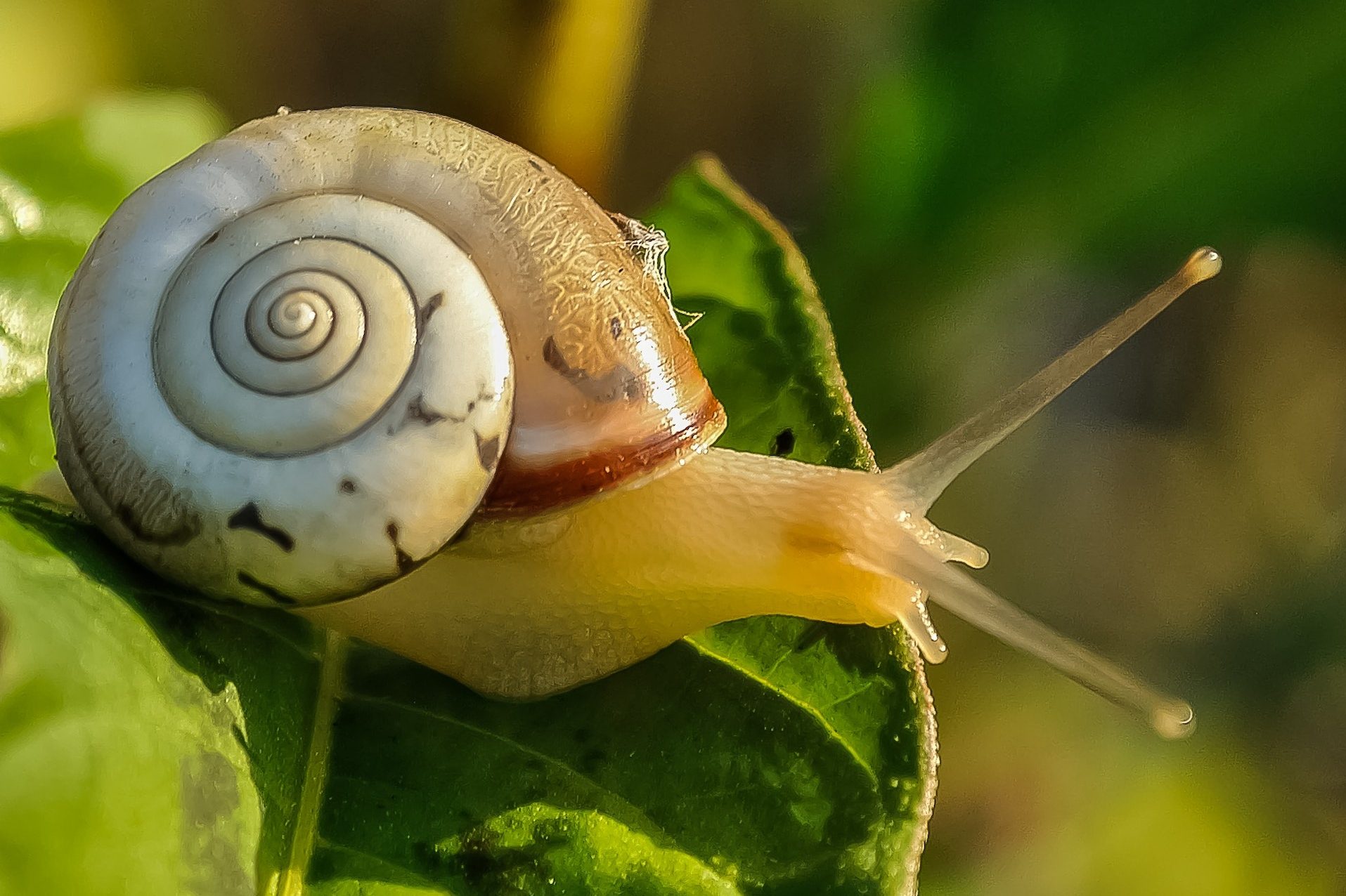 Snail with brown shell sliding along green leaf