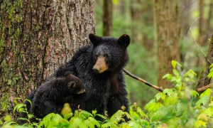 Black bears looking for food