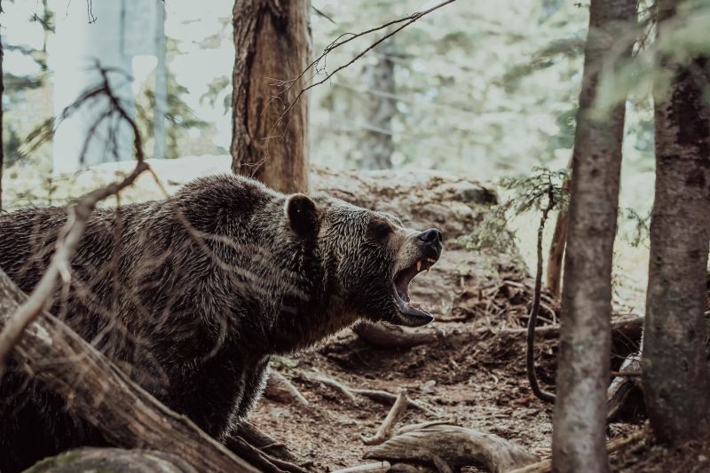 Bear with its mouth open, growling in the woods.
