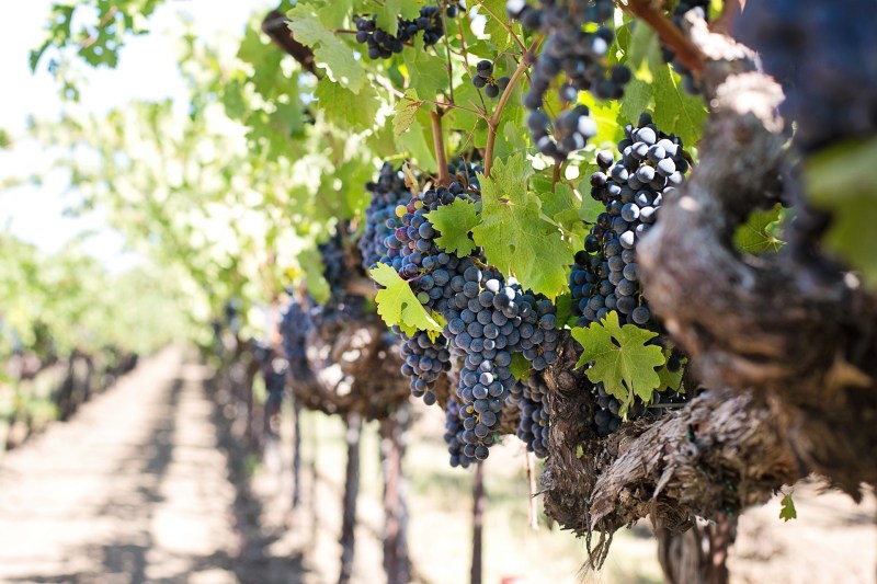 Wine grapes on the vine