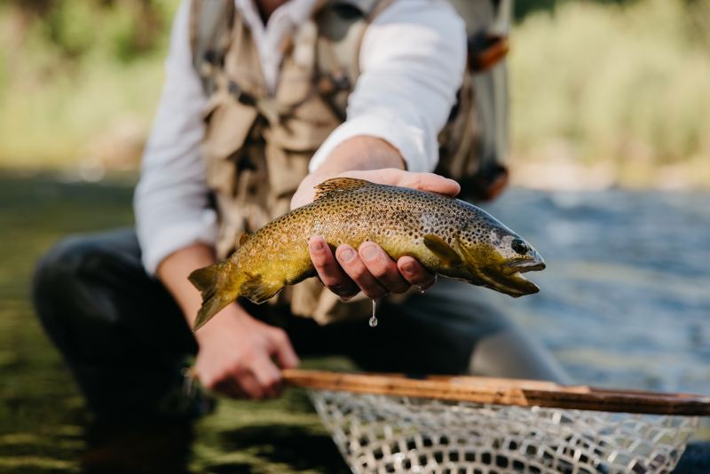 An angler holding a rainbow trout above a fishing net.