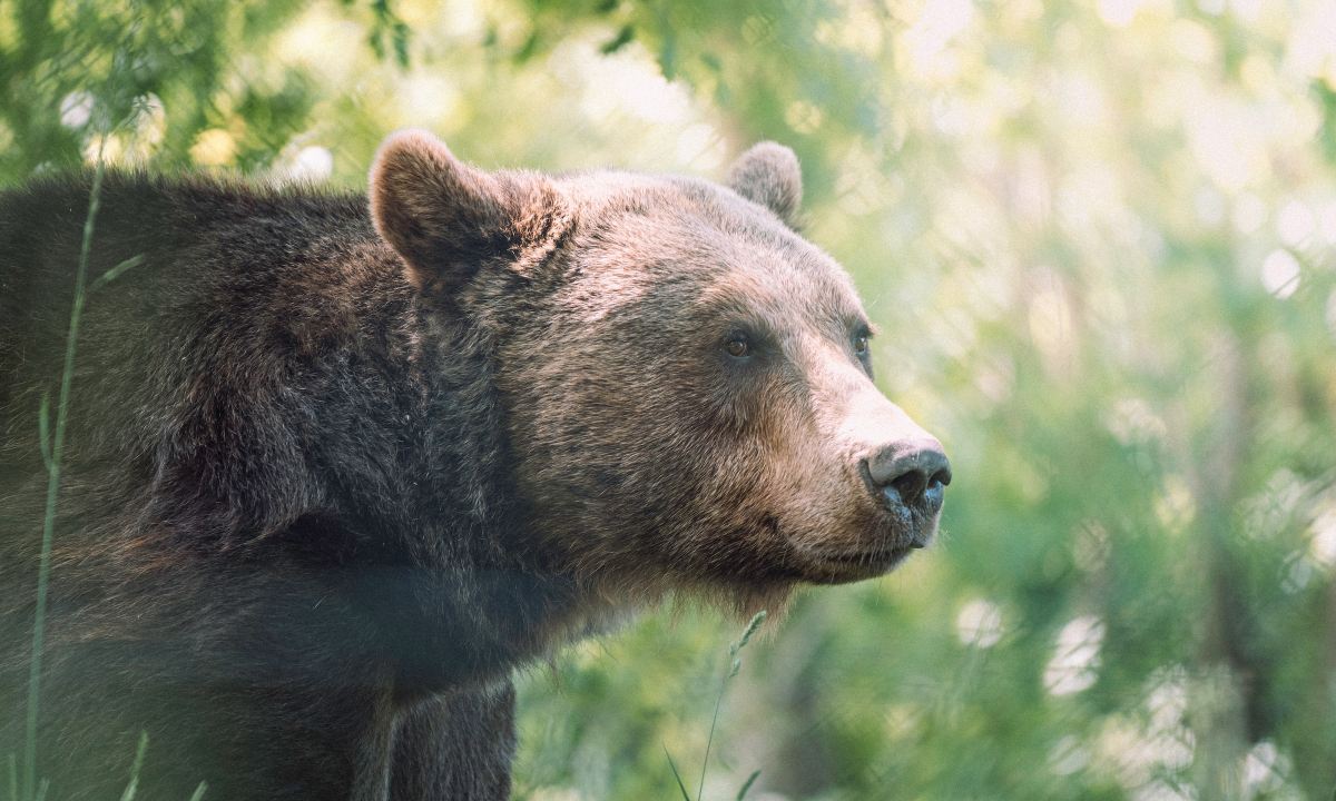 Black bear in the wild