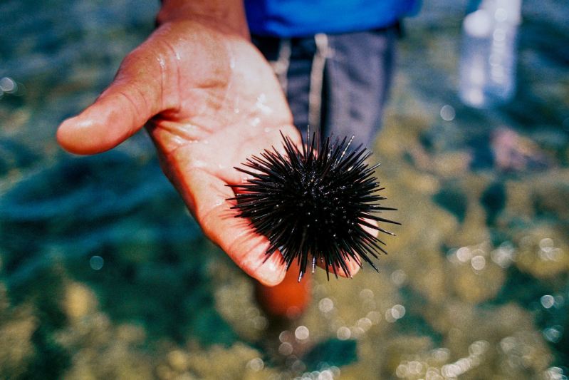 Hand holding sea urchin