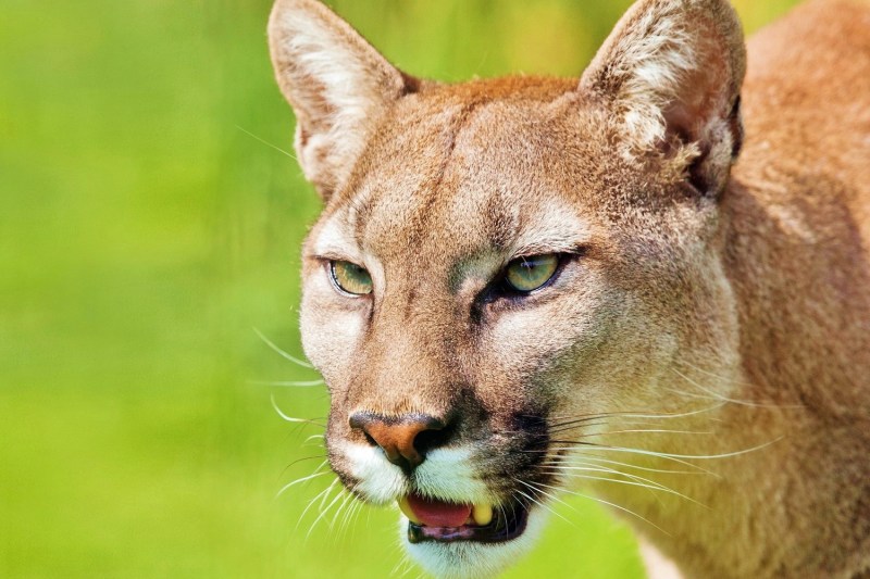 Close-up of a mountain lion with its mouth open against a green blurred background.