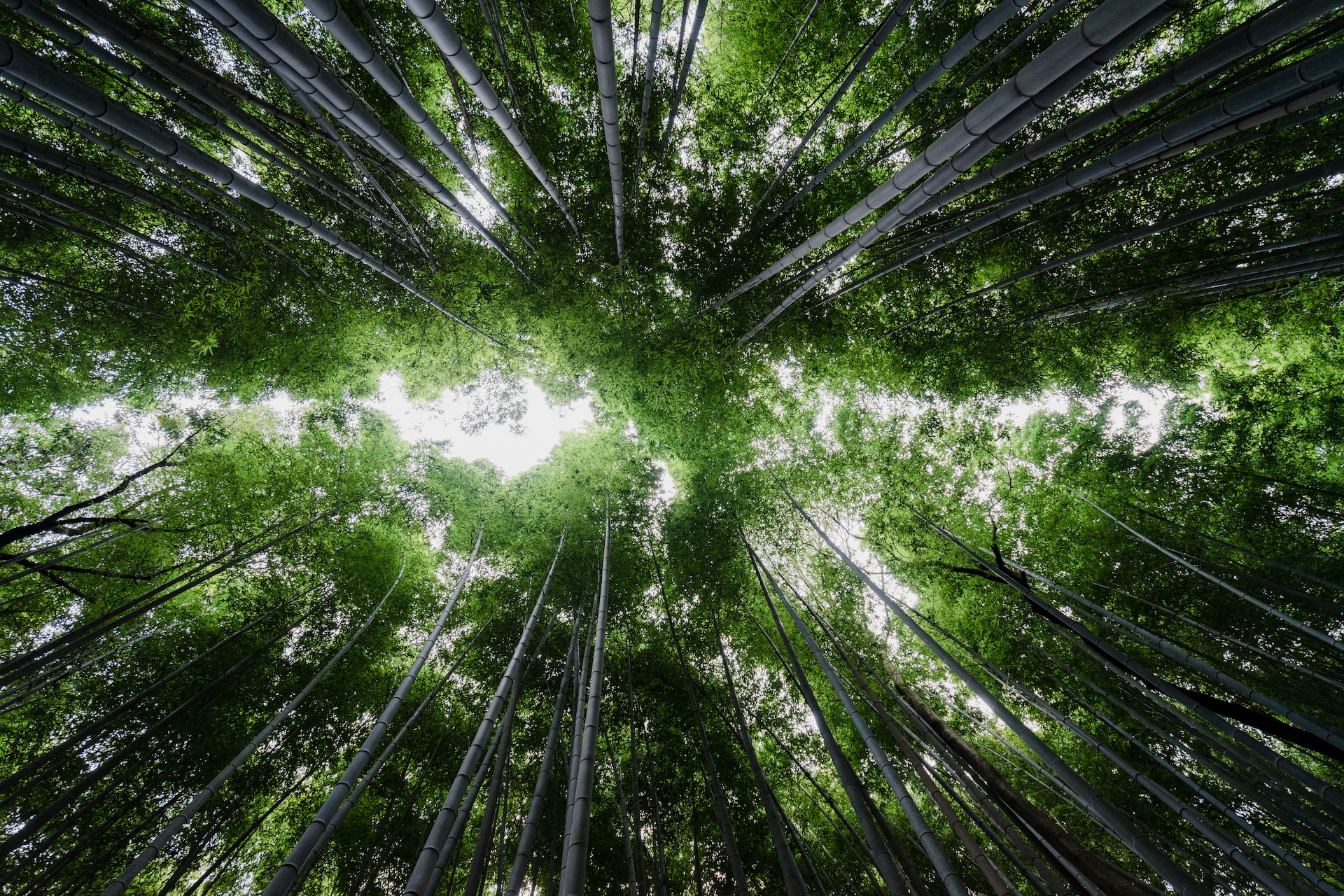 竹林にある天蓋の様子です。
