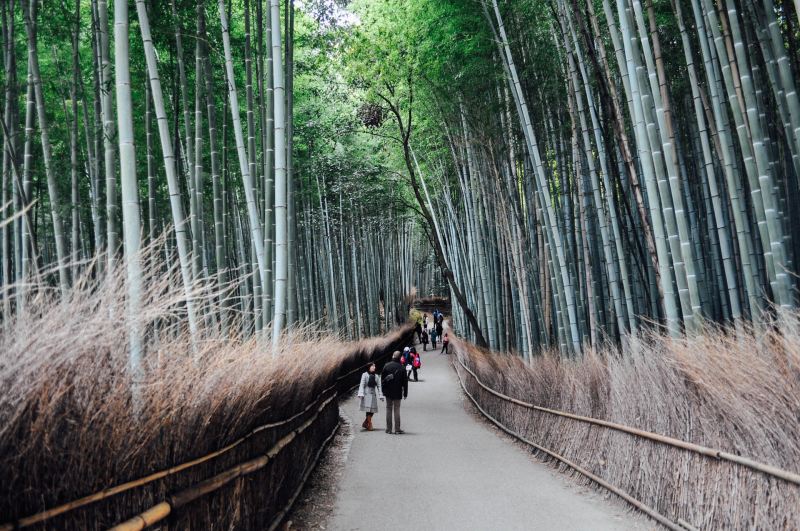 People walking through a bamboo forest in Japan.