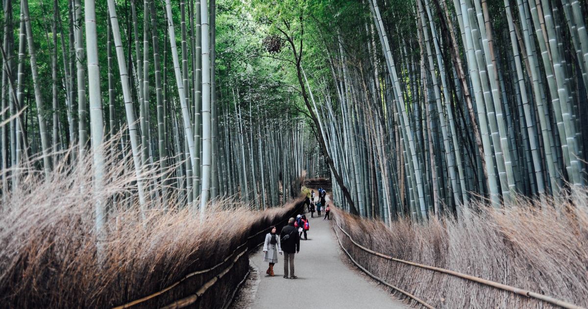 Bamboo Moto Pants – Super Natural PDX