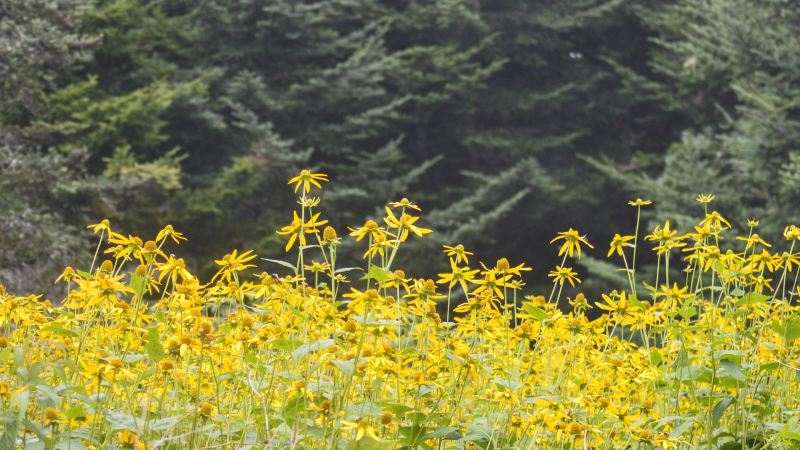 Pisgah National Forest yellow flowers with pine trees.