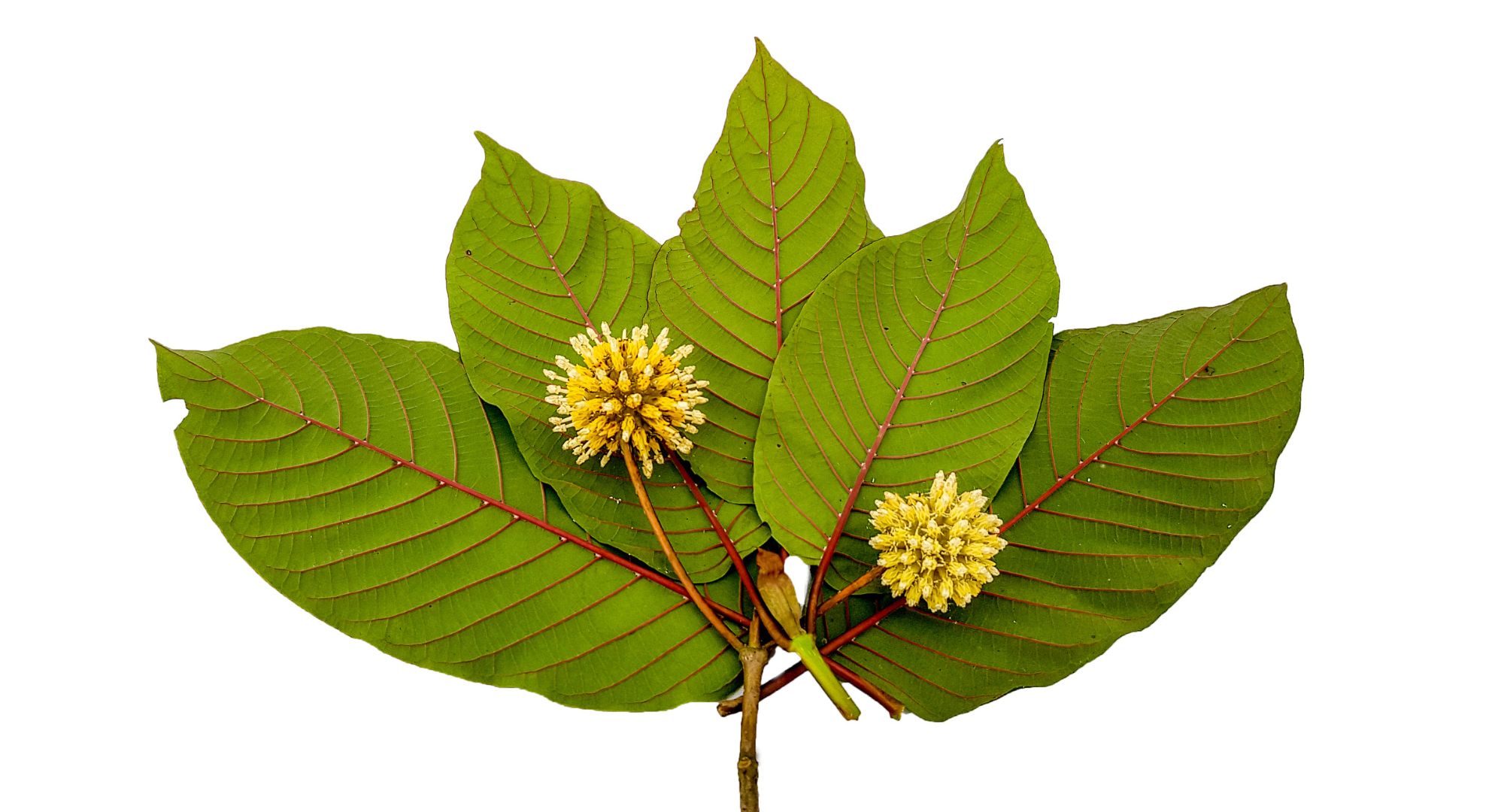 Red vein kratom leaves with a flower