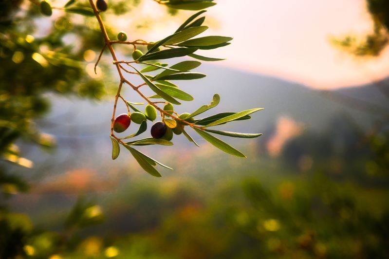 Olives growing on tree