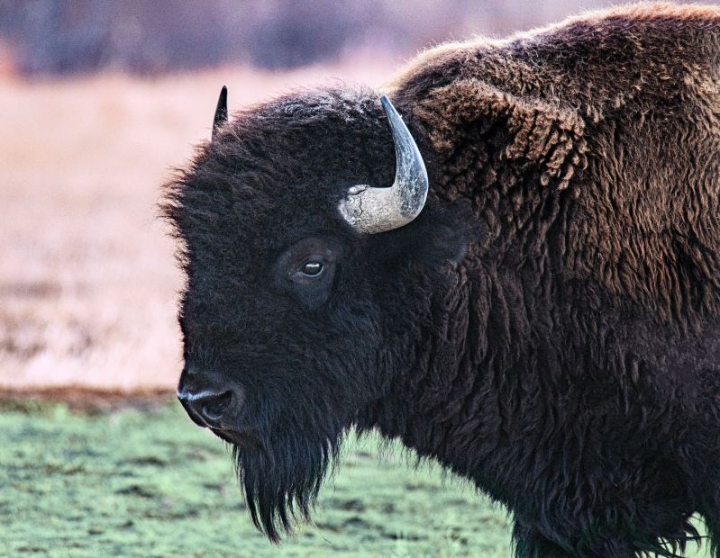 Closeup of large black bison starting at camera from a grassy field.