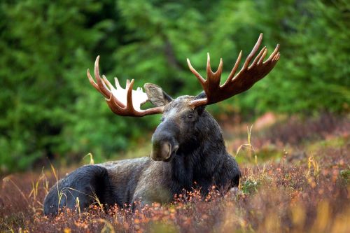 Moose sitting in a field in an open clearing during the day