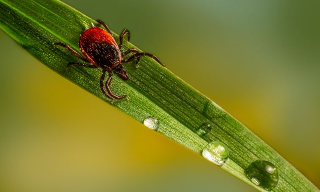 Closeup of a red tick and water droplets on a blade of grass.