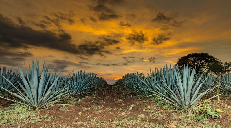 Sunset landscape of a tequila plantation, Guadalajara, Mexico.