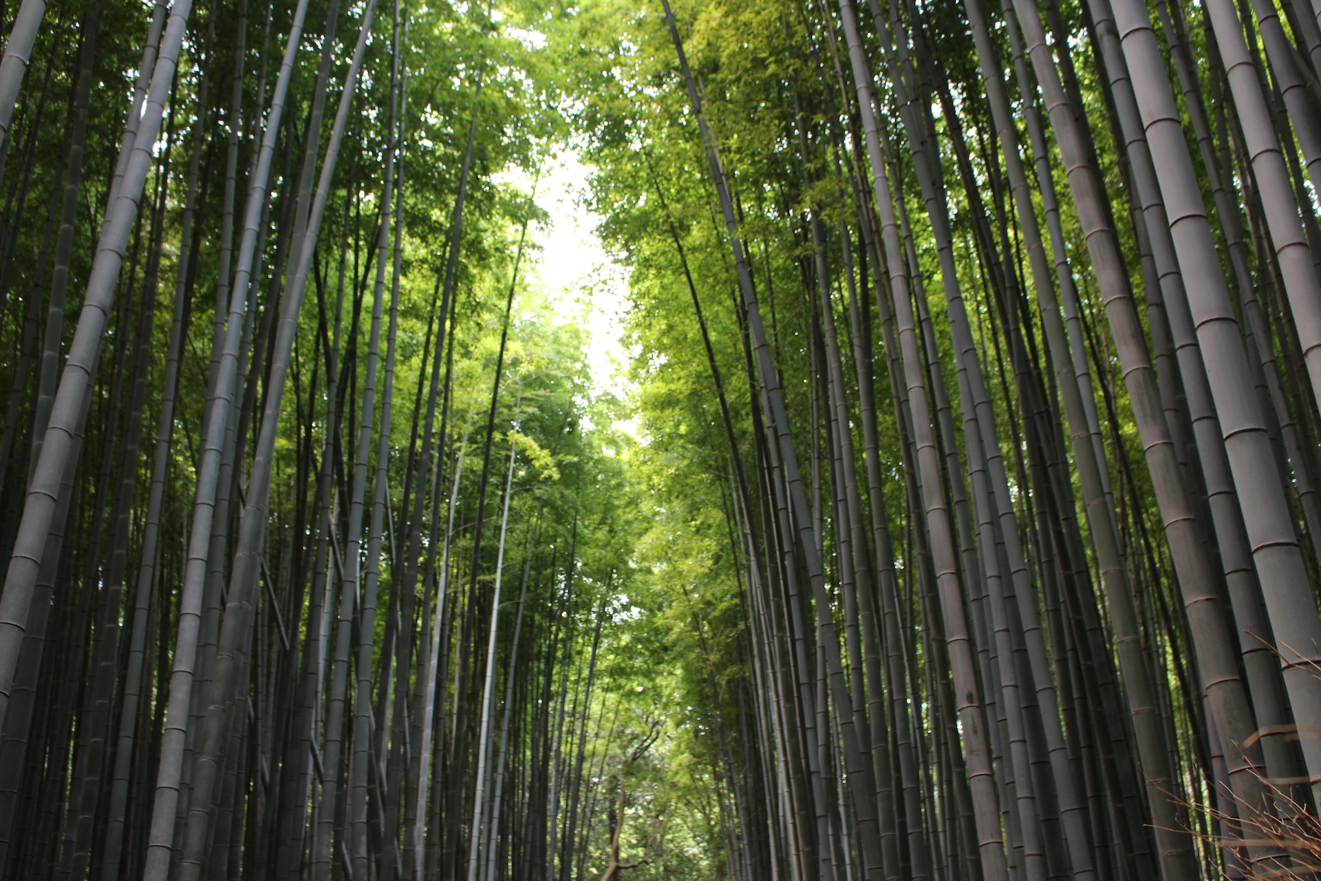 日中の竹林の様子。