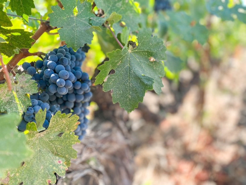 Robert Mondavi wine grapes
