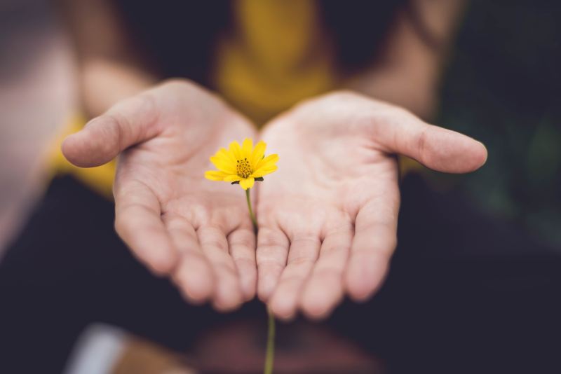 Small yellow flower in palms of hands