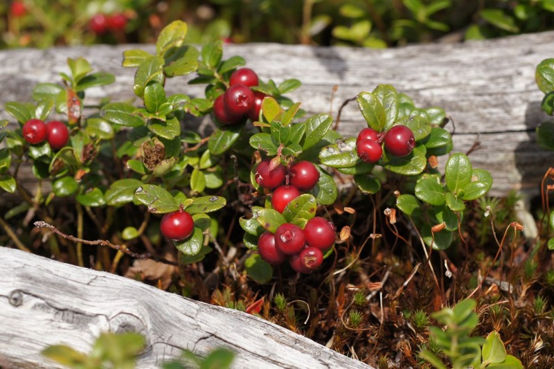 Lingonberries in the wild