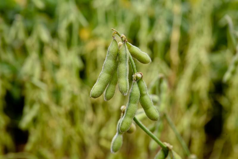Edamame plant