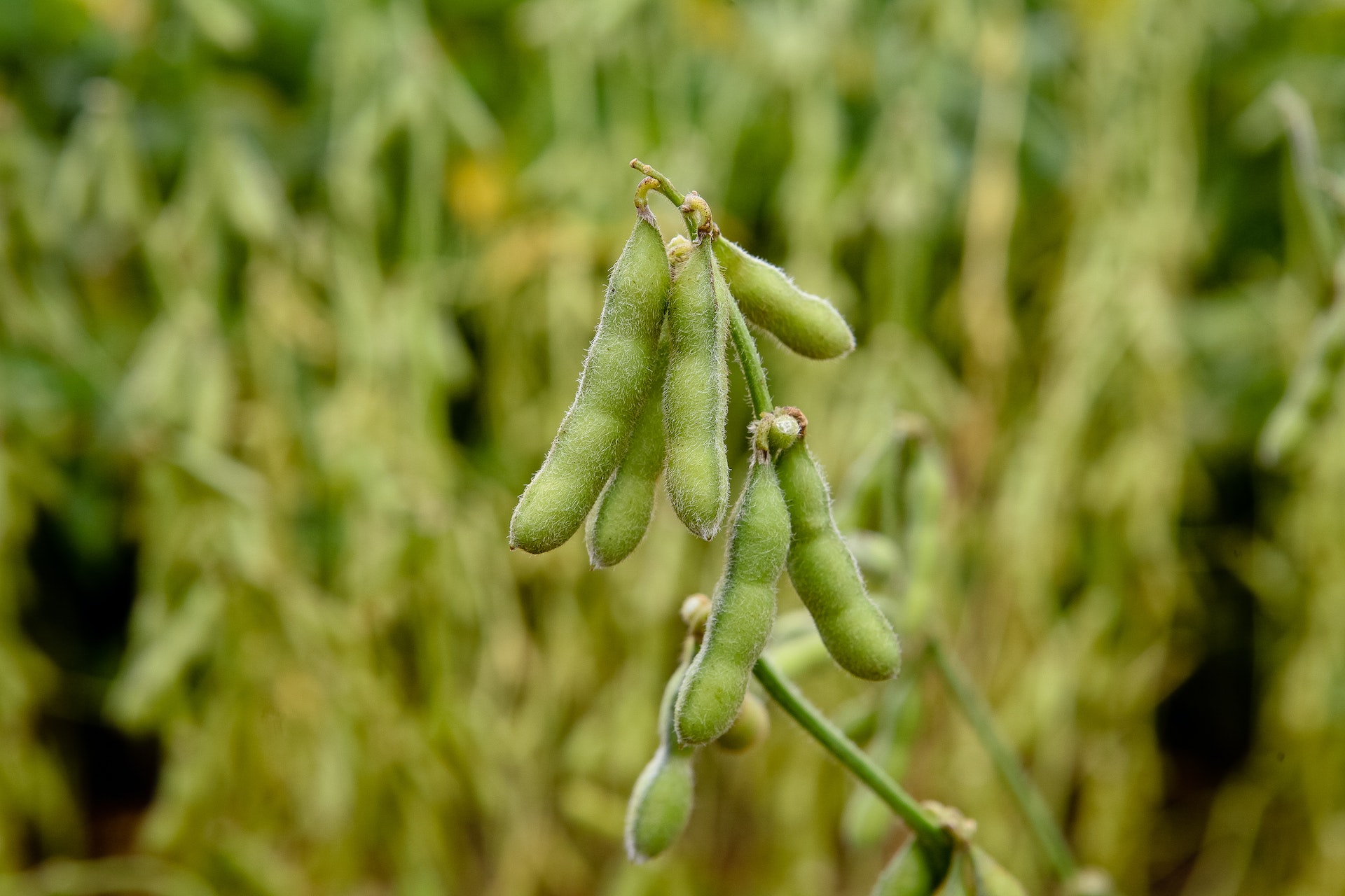 Edamame plant
