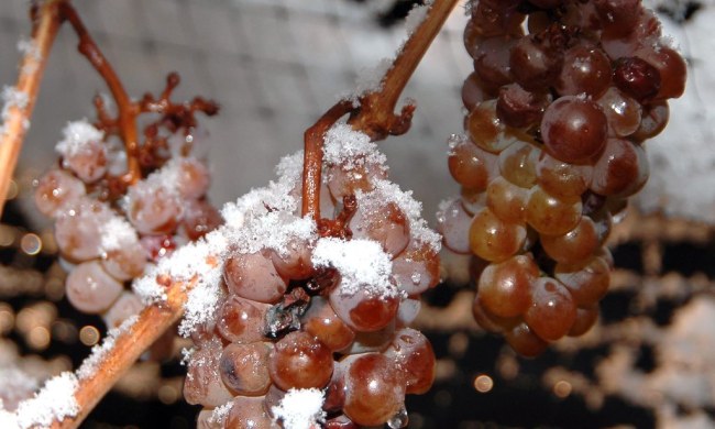 Frozen grapes on a vine