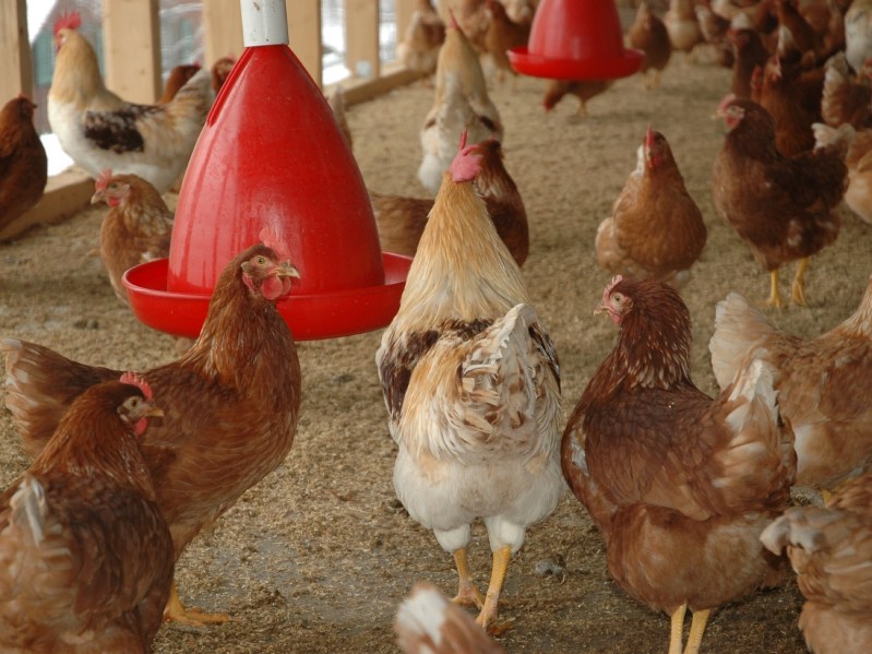 A group of red and brown chickens feeding in a chicken coop.