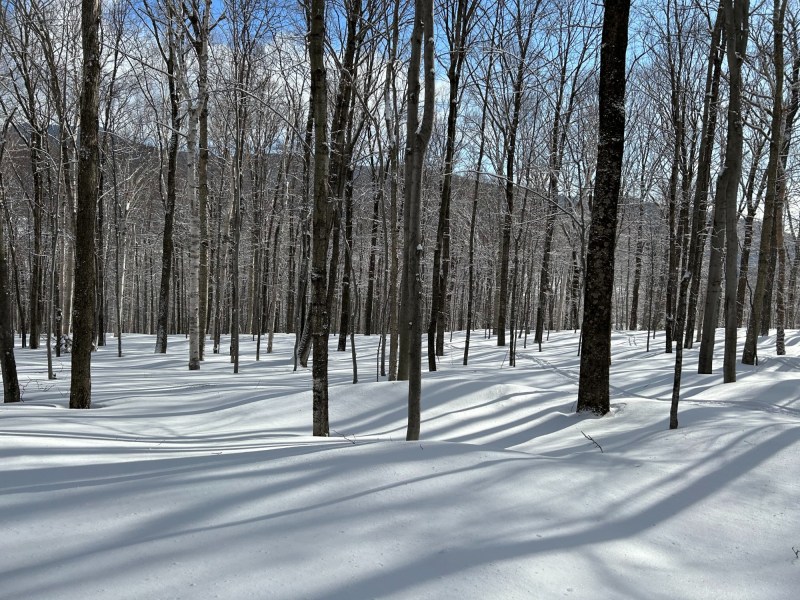 Powder morning in the stowe trees