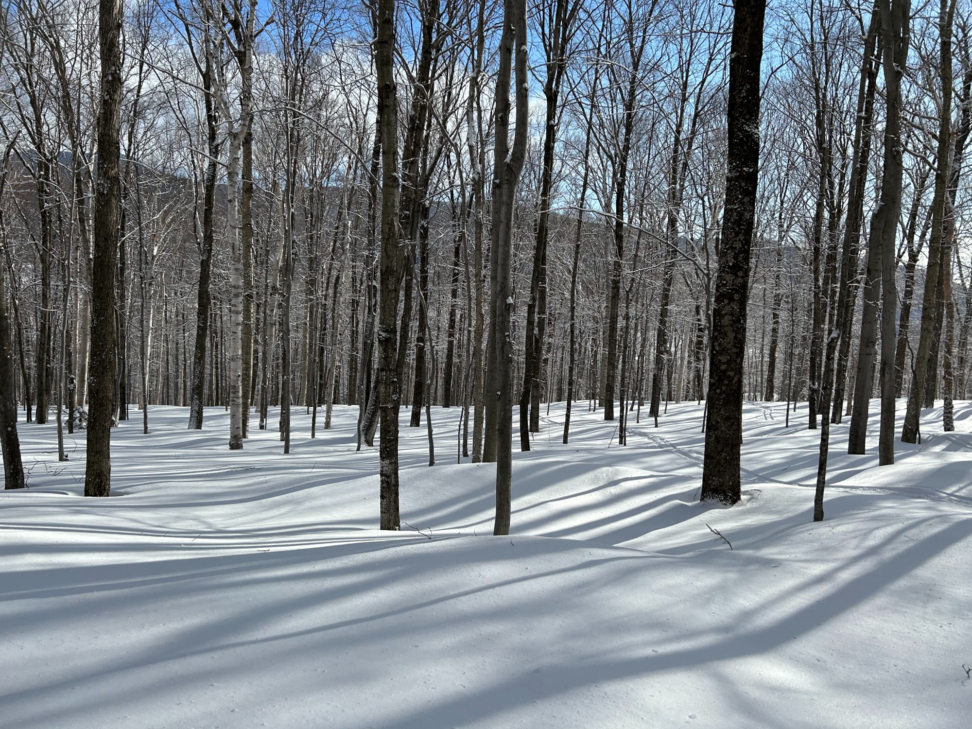 Powder morning in the stowe trees