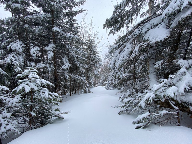 Stowe trees deep powder snow