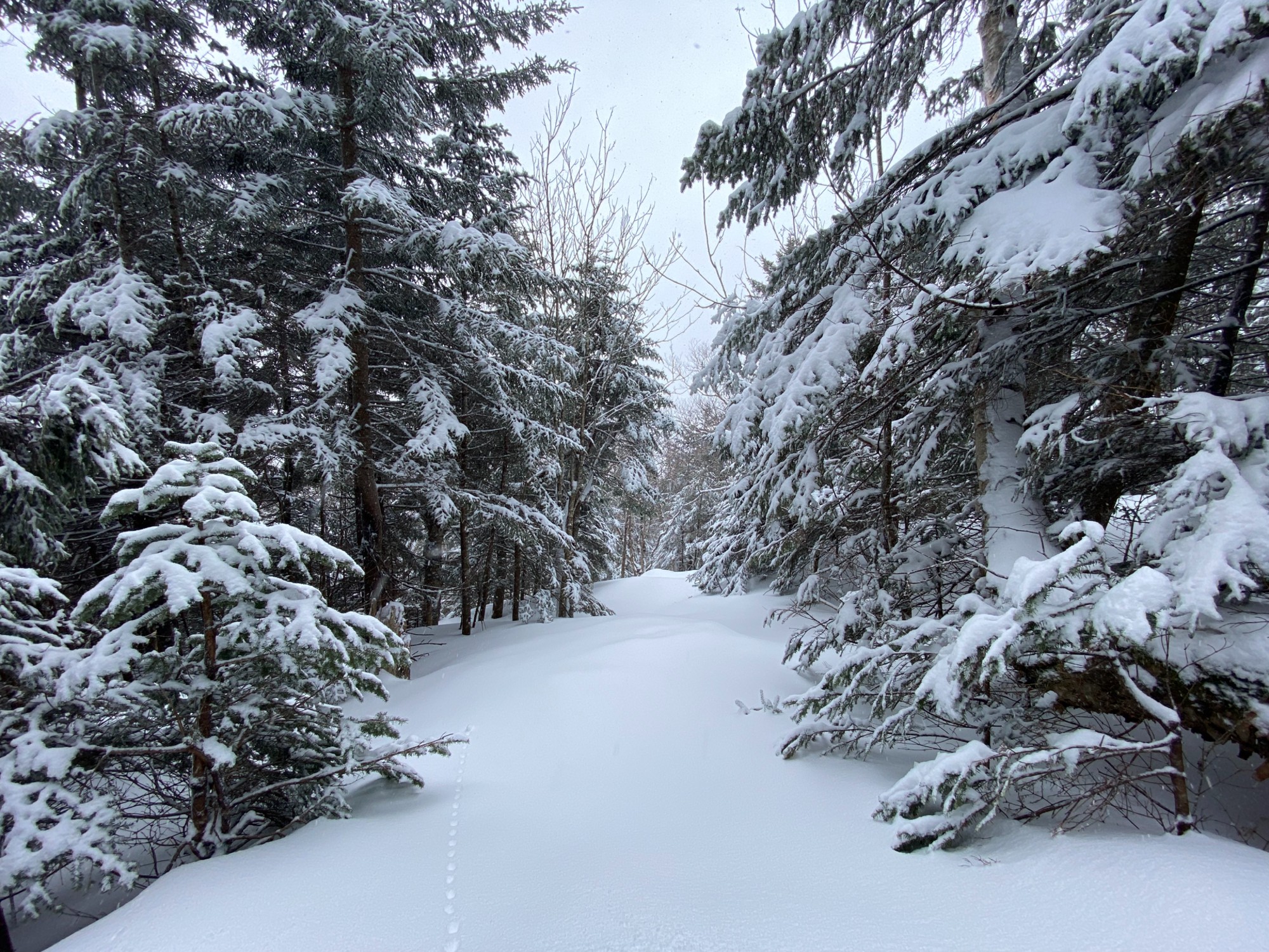 Stowe trees deep powder snow
