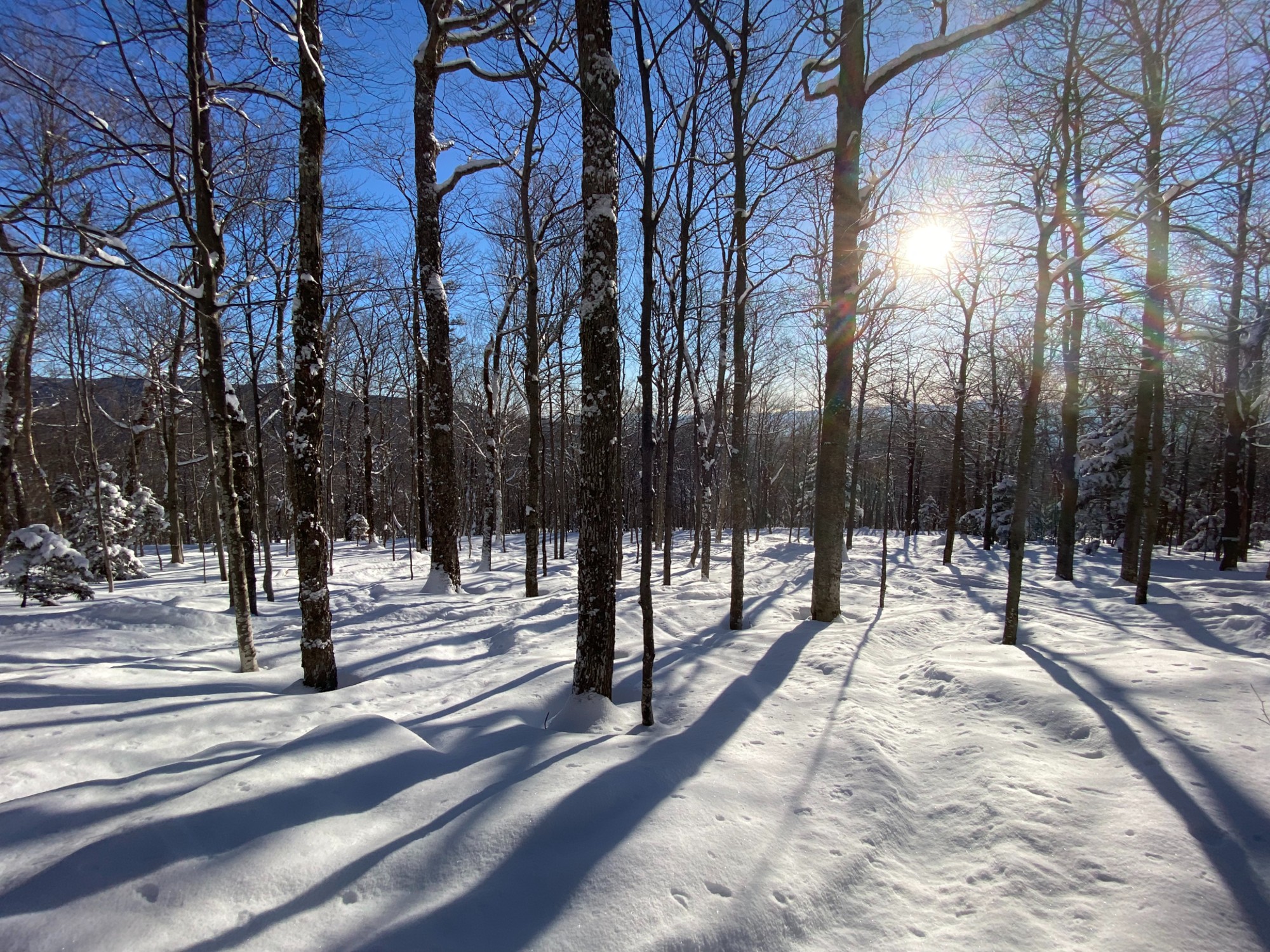 Sunny snowboarding in the Stowe Trees