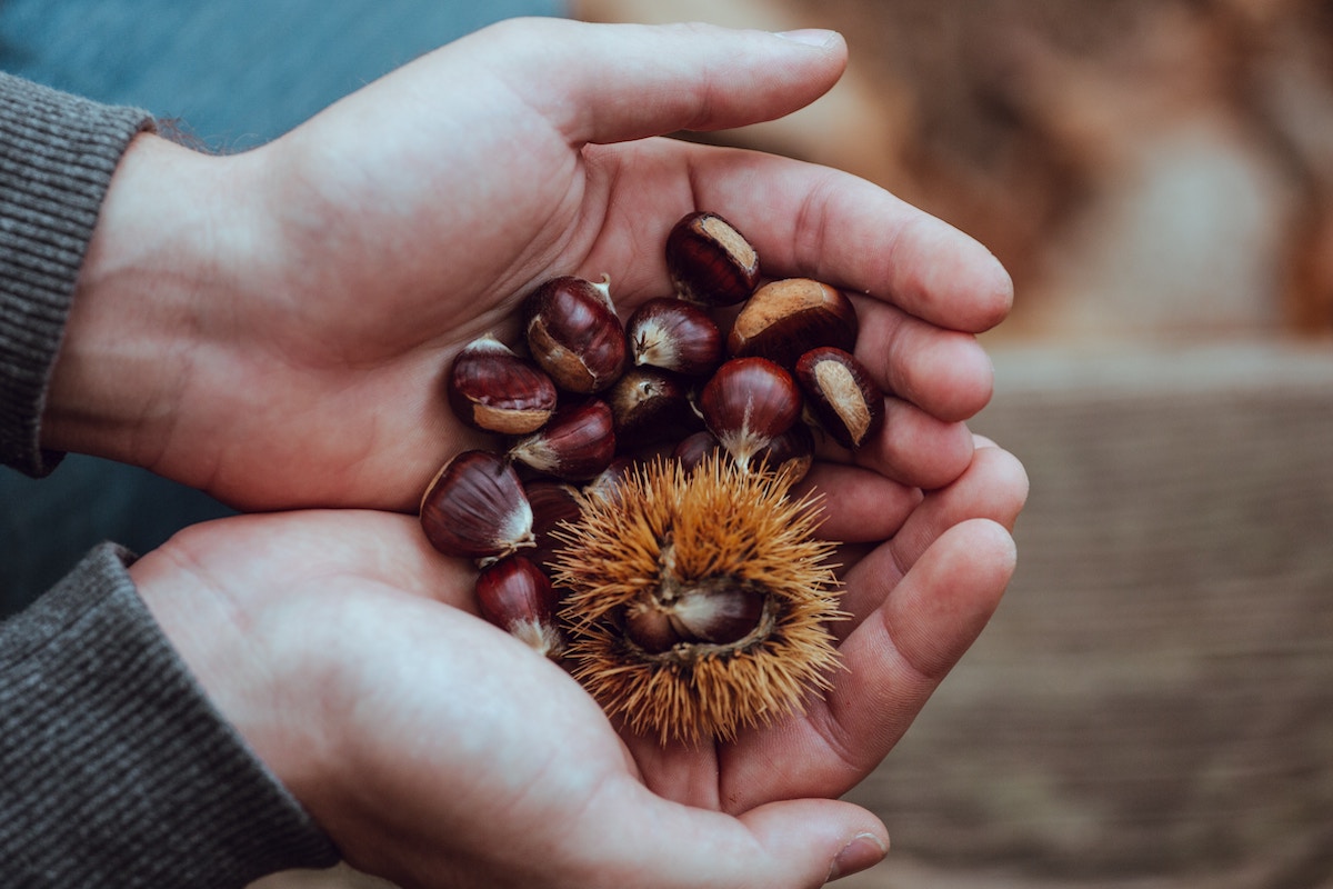 chestnuts in a person's hands